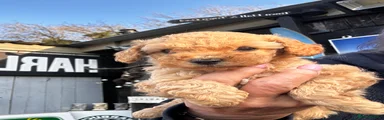 Cavapoo 6
