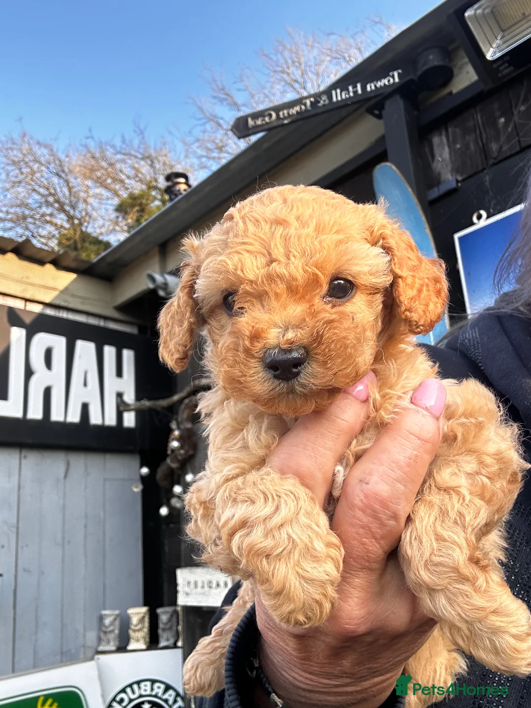 Cavapoo dogs for sale: F1 cavapoo ready for new loving homes  - Advert 2