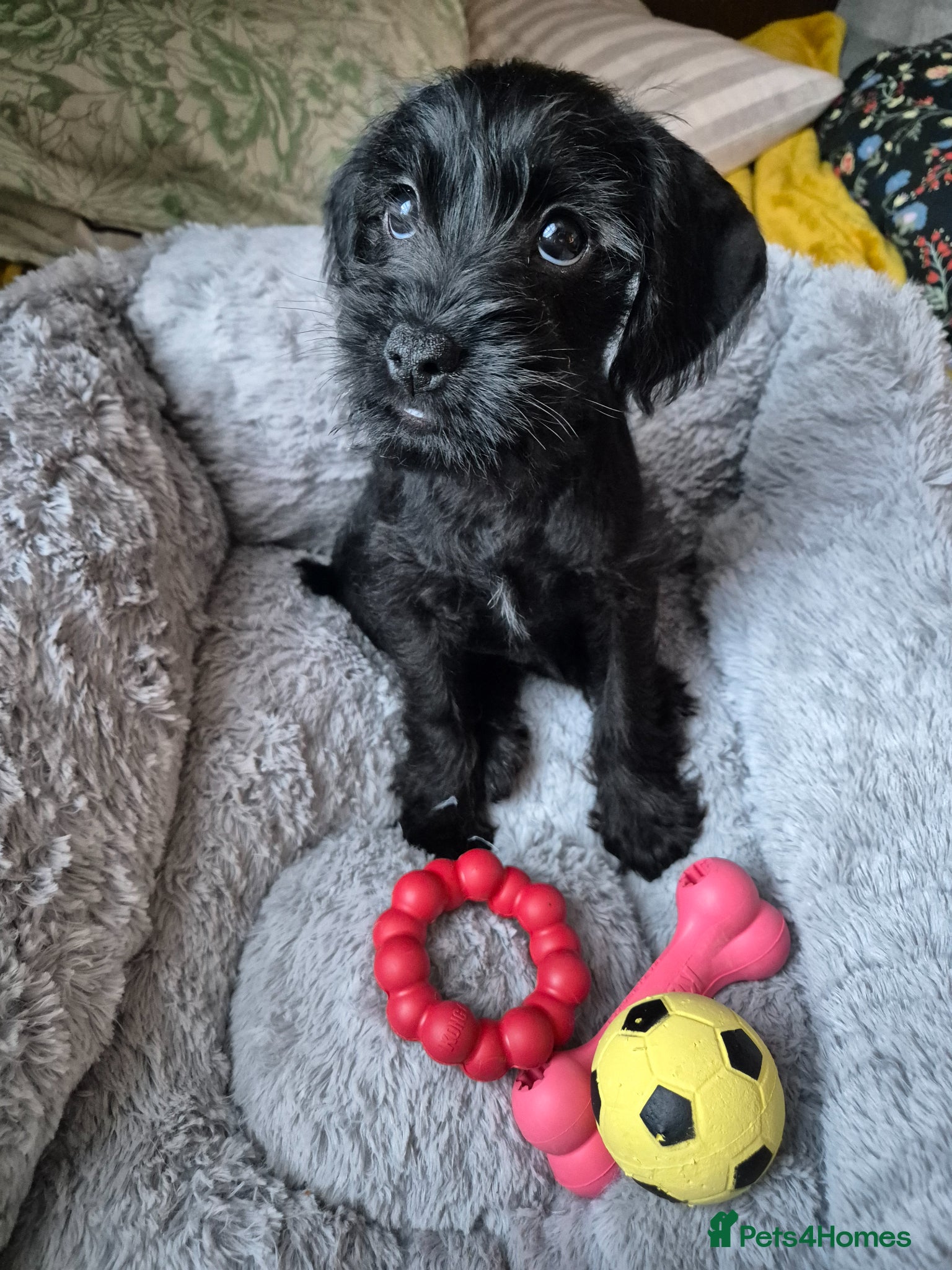 Schnoodle dogs 🐶✨ Shnoodle puppy (Poodle x Schnauzer crossbreed) - Advert 1