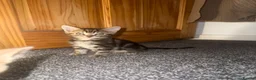 Mixed Breed cats for sale: Kittens for sale Dudley  - Advert 3