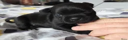 Staffordshire Bull Terrier dogs for sale:  Only one Staffordshire puppy Girl - Advert 2