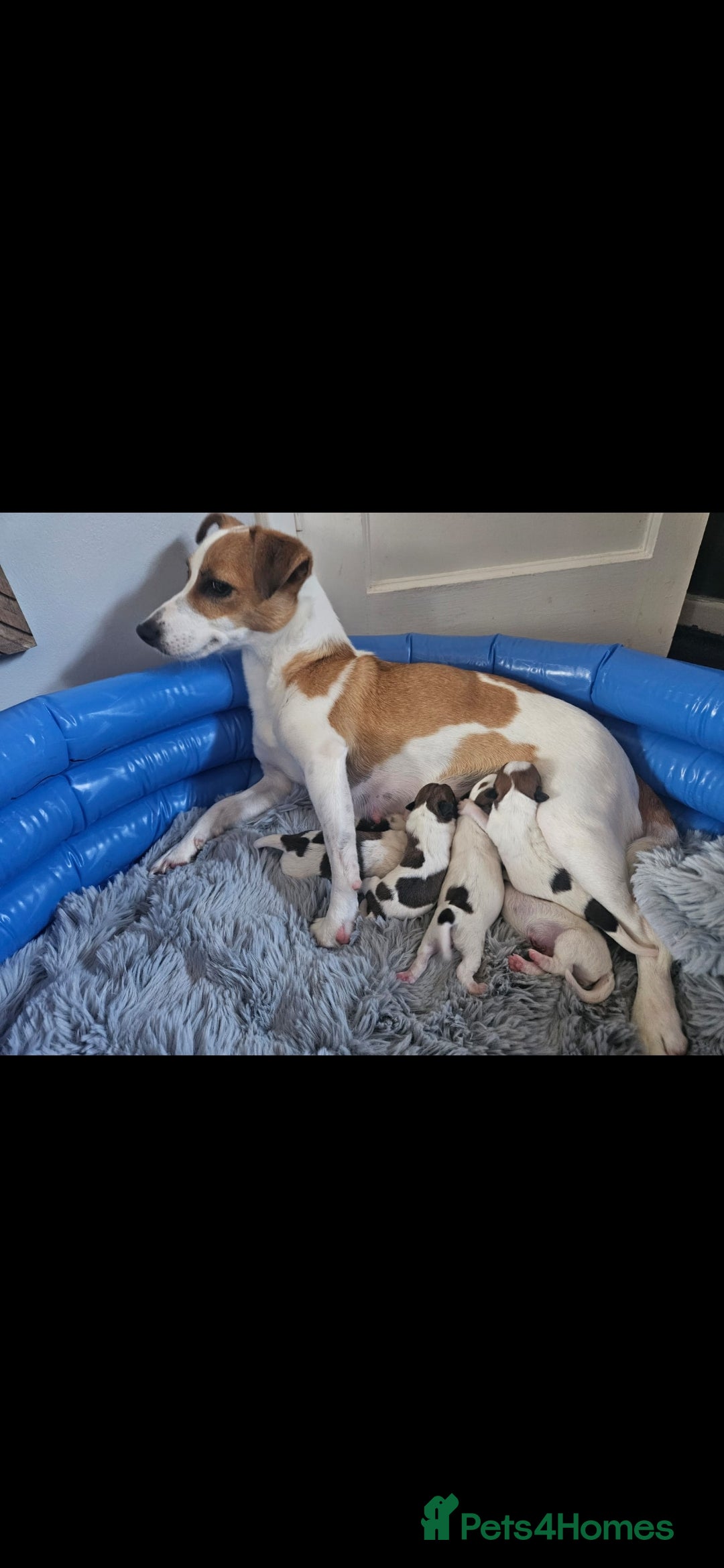 Jack Russell dogs for sale: Last jack russell  - Image 9