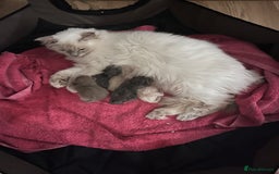 Mixed Breed cats for sale: Beautiful Ragdoll x BSH kittens for sale! - Image 32