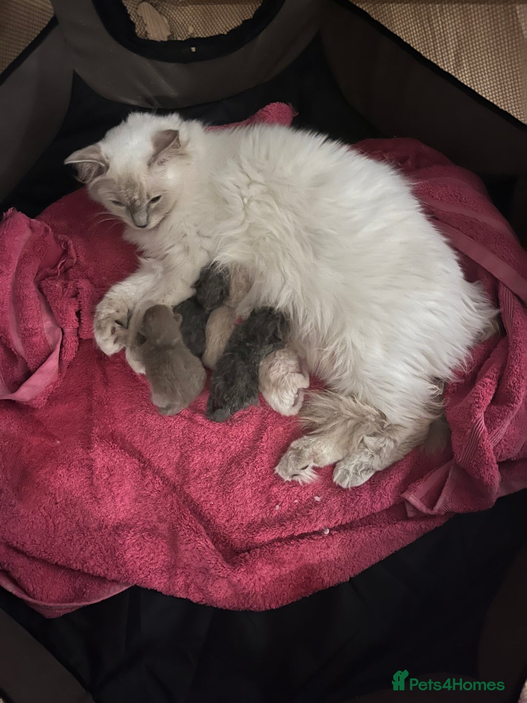 Mixed Breed cats for sale: Beautiful Ragdoll x BSH kittens for sale! - Image 32
