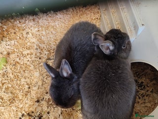 English Lop rabbits for sale - Advert 1