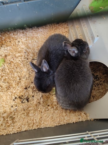 English Lop rabbits - Advert 1