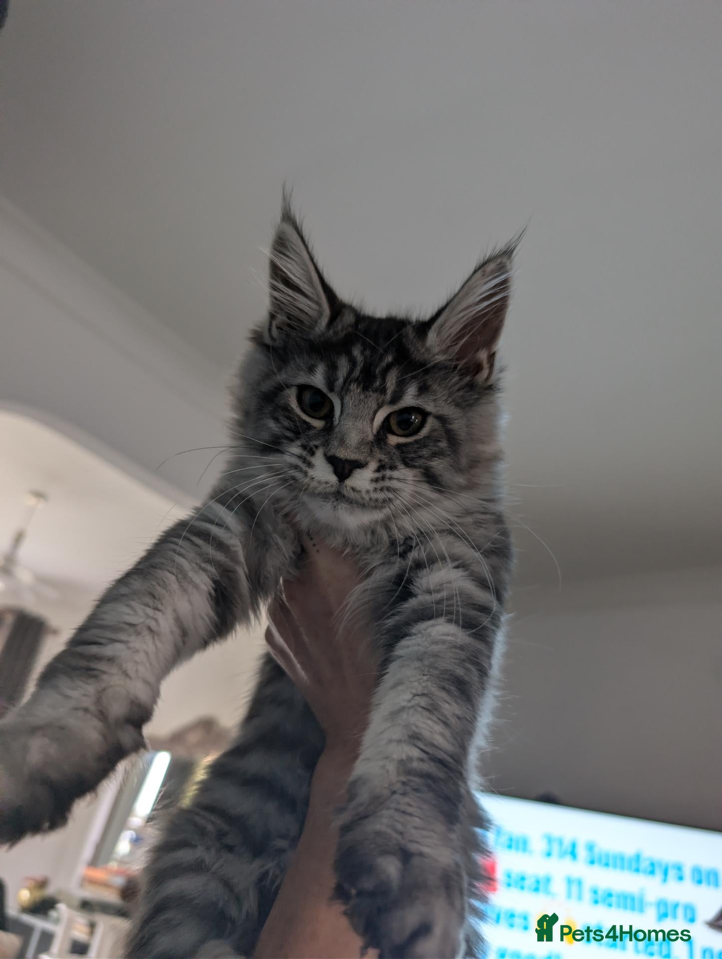 Maine Coon cats Tica registered mainecoons  - Advert 15