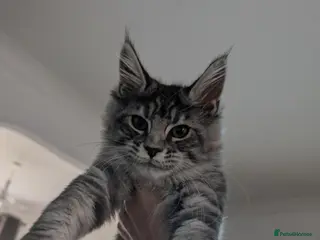 Maine Coon cats Tica registered mainecoons - Advert 3