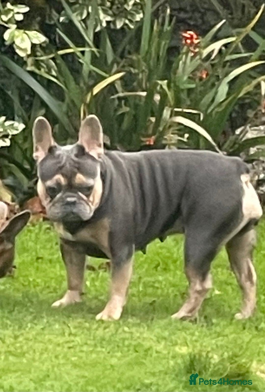 French Bulldog dogs for sale: Kallie  - Advert 9