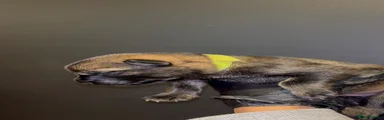 Lime collar