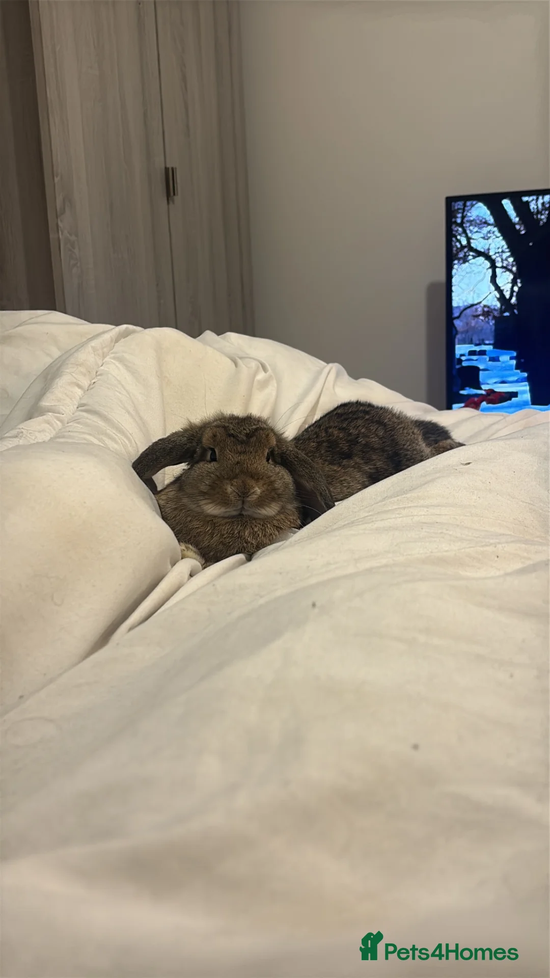 Mini Lop rabbits for sale: Female mini lop for sale  - Advert 6