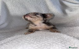 French Bulldog dogs for sale: Fluffy french bulldog puppies - Image 18