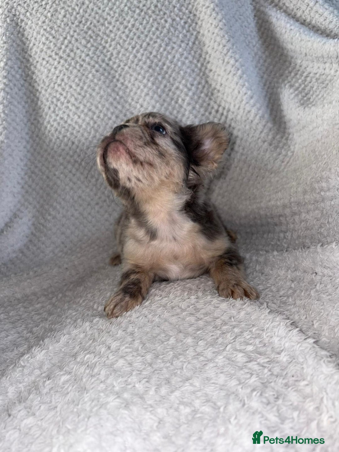 French Bulldog dogs for sale: Fluffy french bulldog puppies - Image 18