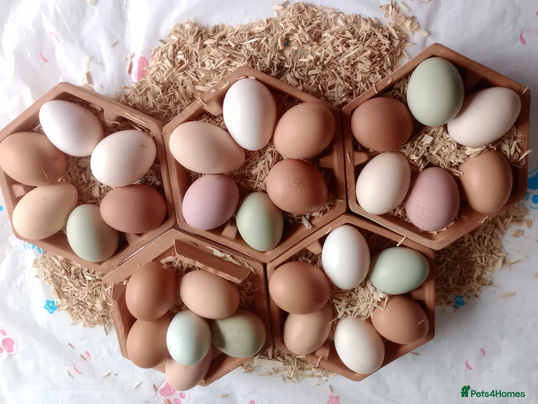 Chickens poultry for sale:  Fertile Hatching Eggs: Blue, Cyan, Green, Olive - Advert 1