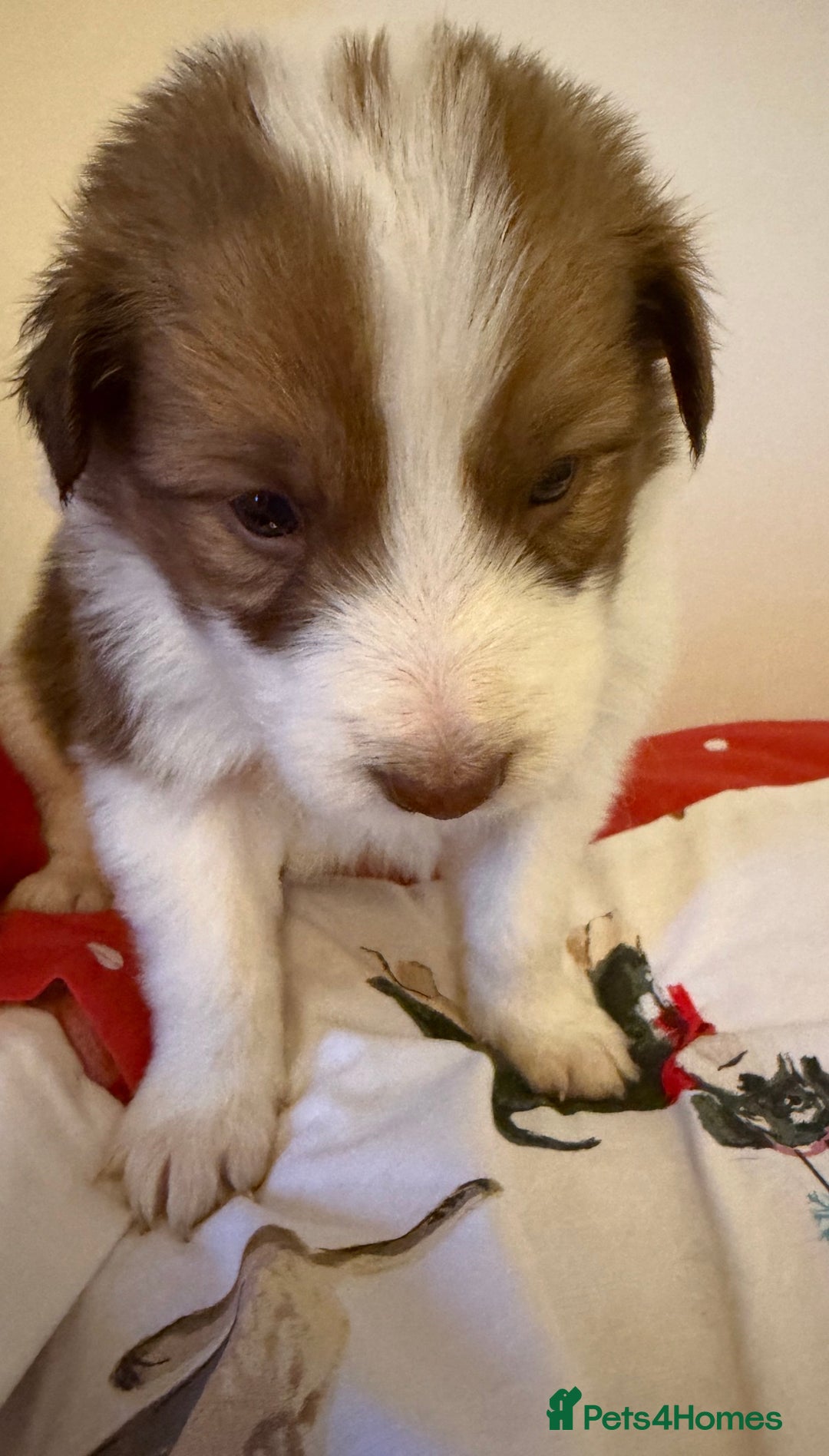 Border Collie dogs for sale: Little of collie pups - Advert 4