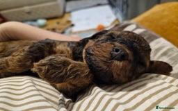 Mixed Breed dogs for sale: 4 BOYS BEAUTIFUL TOY POODLE MIX *health tested* - Image 7