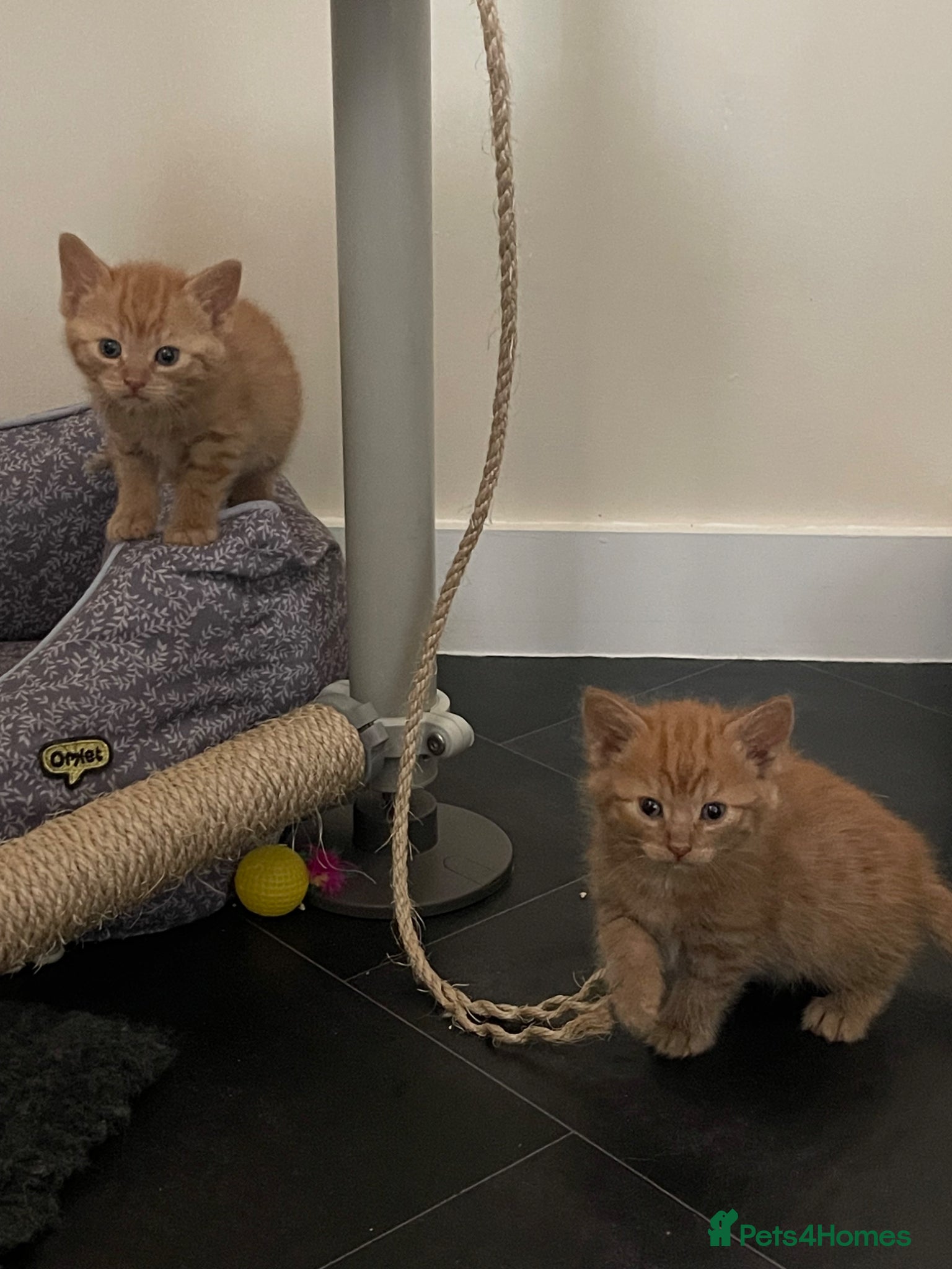 Mixed Breed cats Black Males and Rare Ginger Females  - Advert 2