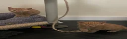 Mixed Breed cats for sale: Black Males and Rare Ginger Females  - Advert 1