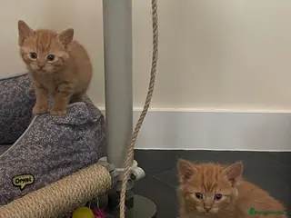 Mixed Breed cats Black Males and Rare Ginger Females - Advert 2