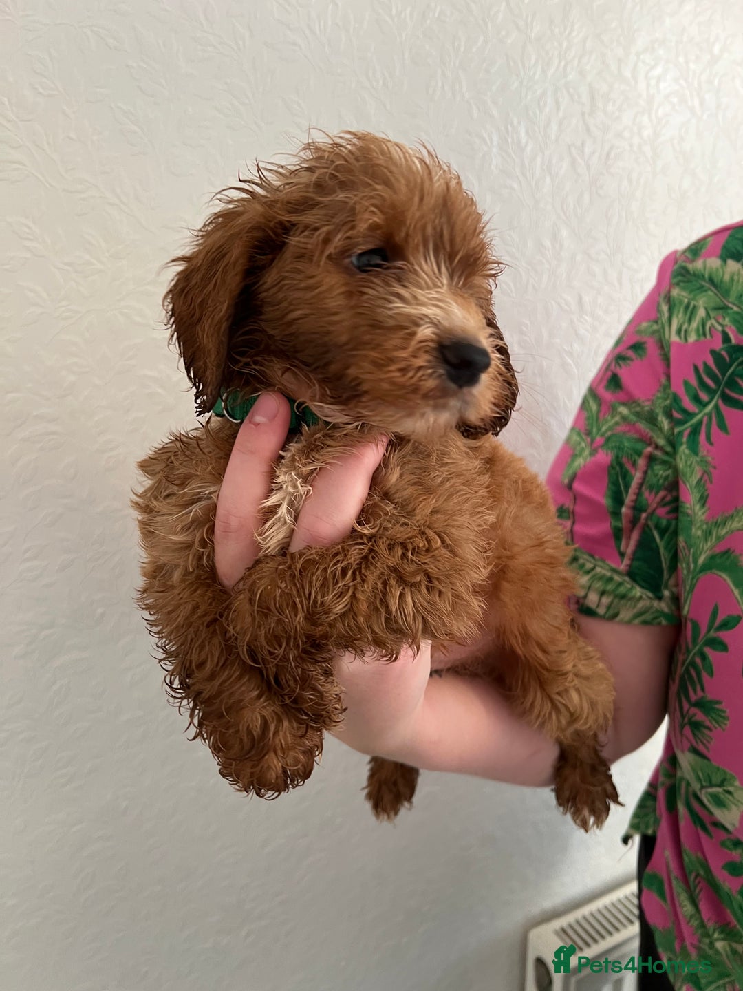 Cockapoo dogs for sale: Fluffy F1 puppies ready 27-09  - Image 12
