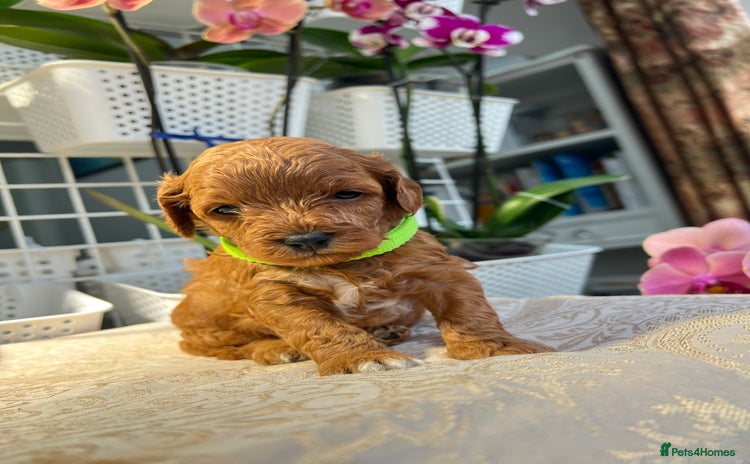 Maltipoo dogs - Advert 15