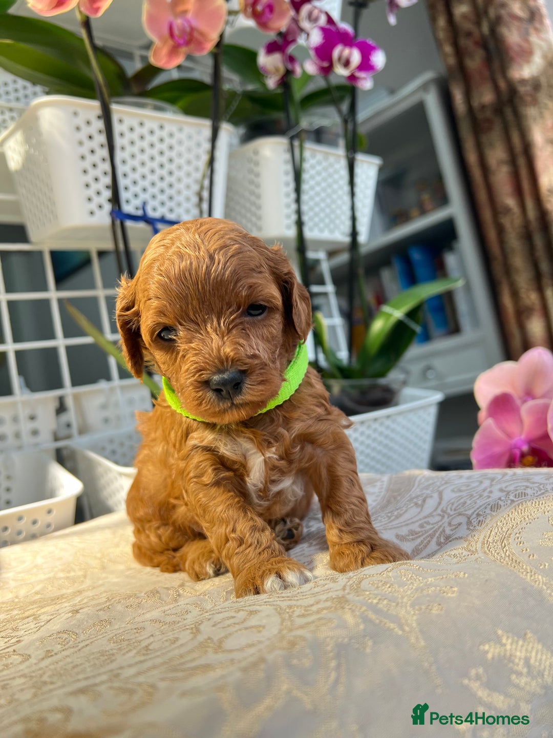 Maltipoo dogs for sale: Beautiful F1B Toy Size Maltipoo Puppies - Image 1