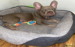 French Bulldog dogs for stud: Rare New Shade Isabella French Bulldog - STUD - Image 10