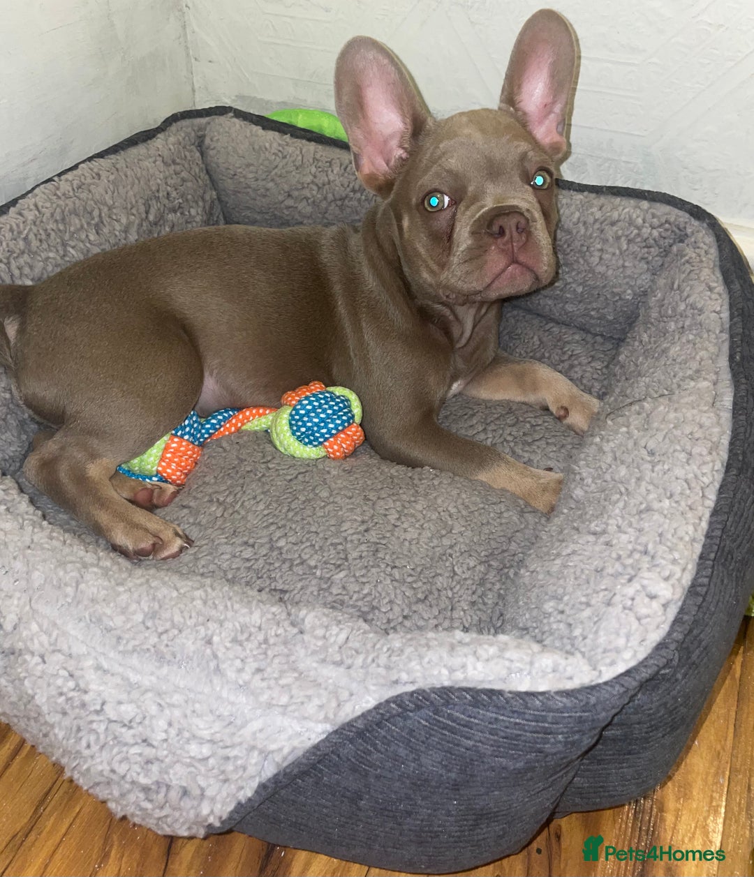 French Bulldog dogs for stud: Rare New Shade Isabella French Bulldog - STUD - Image 10