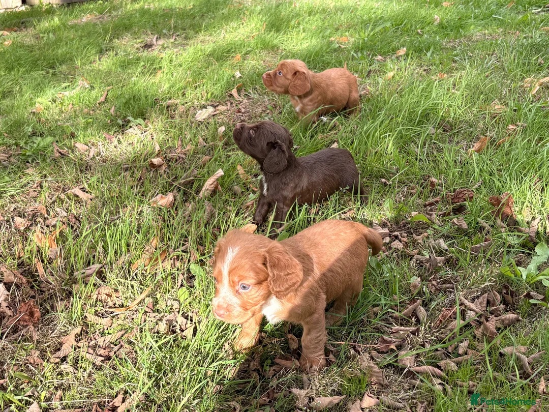 Cocker Spaniel dogs for sale: Working Cocker spaniels for sale - Advert 7