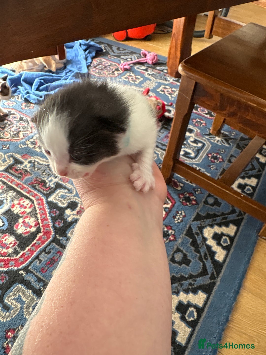 Ragdoll cats for sale: Ragdoll cross breed  - Image 18