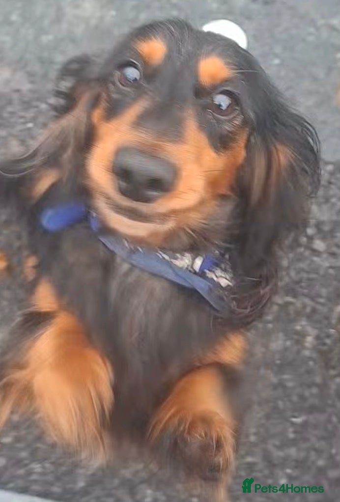Dachshund dogs for sale: Daschounds LONG AND SHORT HAIRED  - Advert 2