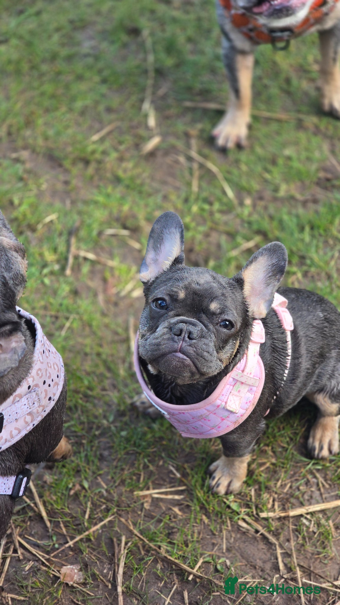 French Bulldog dogs for sale: 7 month old french bulldog girls 🩷 - Advert 3
