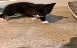 Mixed Breed cats for sale: Kittens for forever homes - Image 4