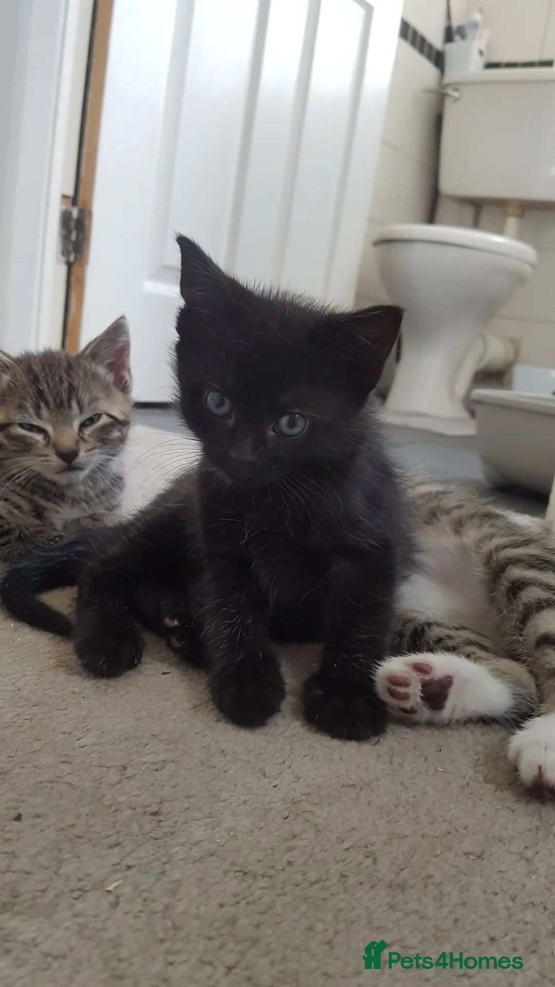 Domestic Shorthair cats for sale: Domestic house kittens  in Derby - Advert 9