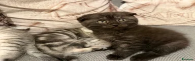 Scottish Fold 2