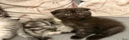 Scottish Fold cats for sale: Adorable Scottish Fold & Straight Kittens  - Advert 6