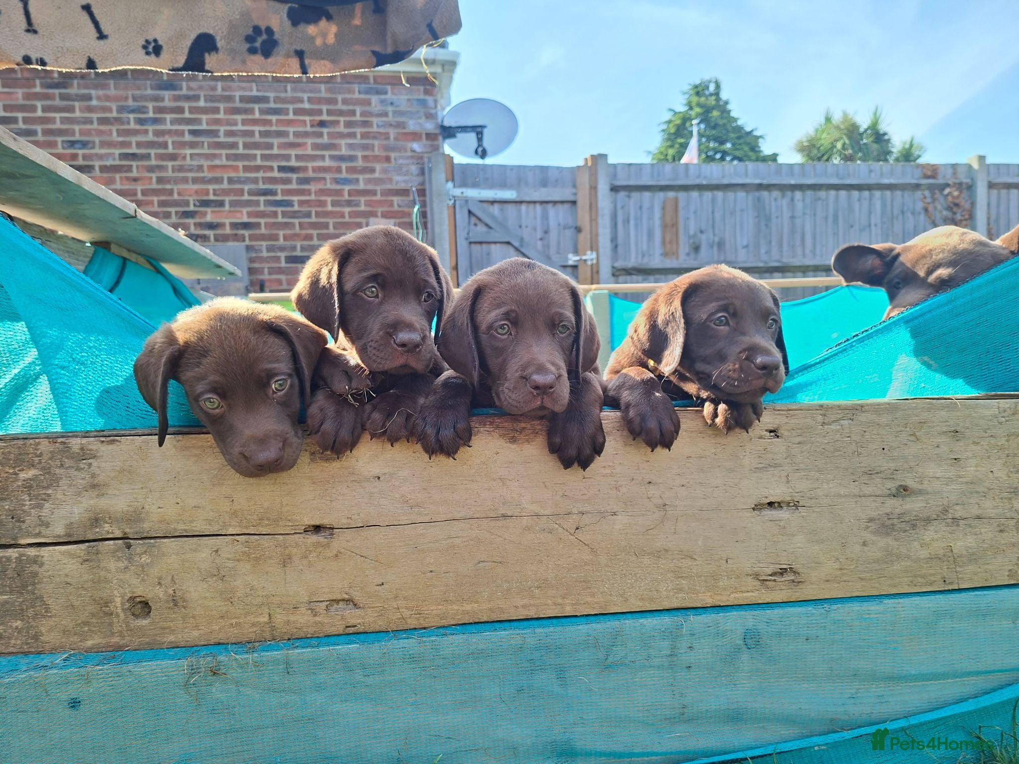 Labrador Retriever dogs Chocolate labrador retrievers  - Advert 1