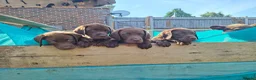 Labrador Retriever dogs for sale: Chocolate labrador retrievers  - Advert 1