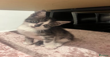 Mixed Breed cats - Advert 15