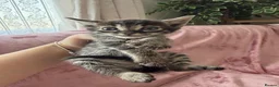 Bengal cats for sale: Bengal cross Russian blue - Advert 15