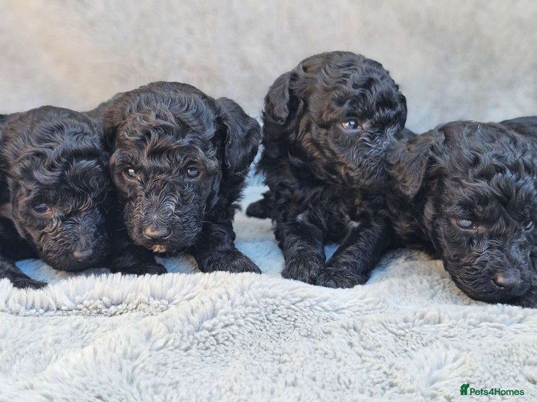 Miniature Poodle dogs for sale: 🐾 Hypoallergenic Mini Poodle Puppies 🐾 - Image 12