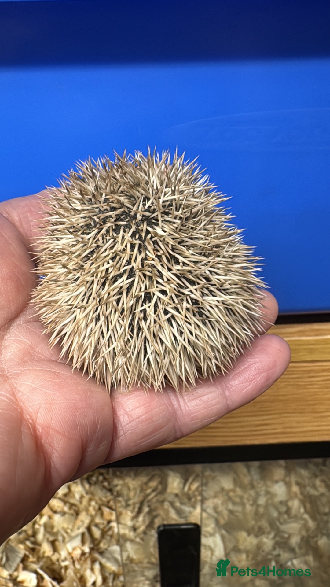 Pygmy Hedgehog rodents APH  full masked cinnamon boy - 8 weeks  - Advert 2
