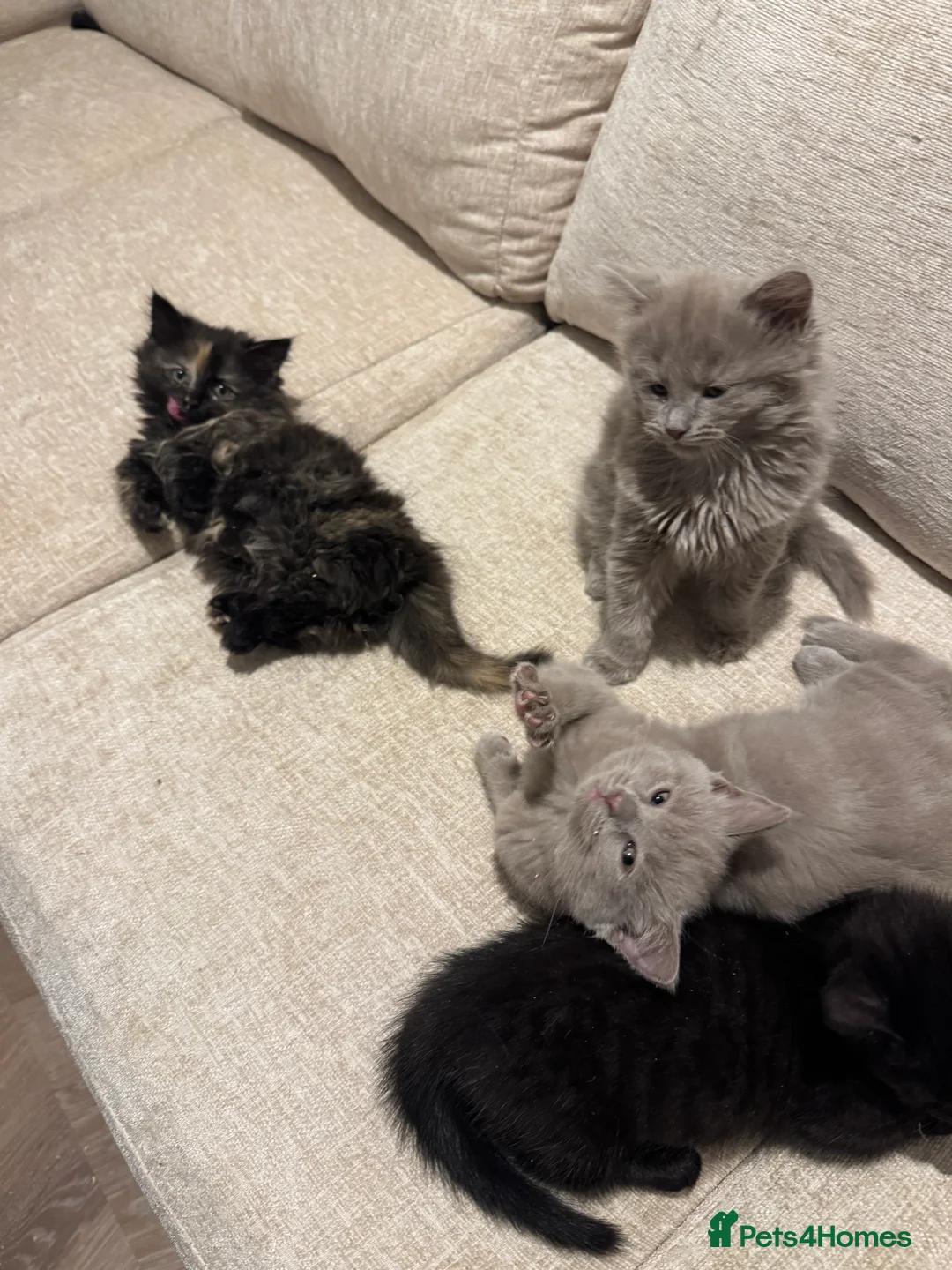 Munchkin cats for sale: 💎 RARE 💎 STANDARD MUNCHKINS READY TO LEAVE NOW  - Advert 10