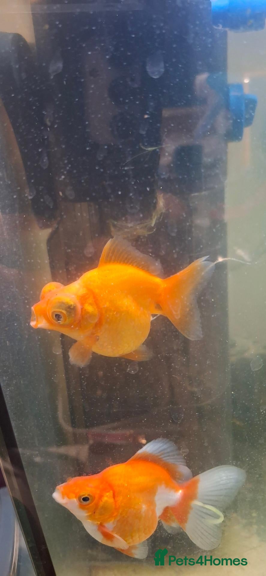 Fancy Goldfish fish Fancy goldfish  x 4  - Advert 18