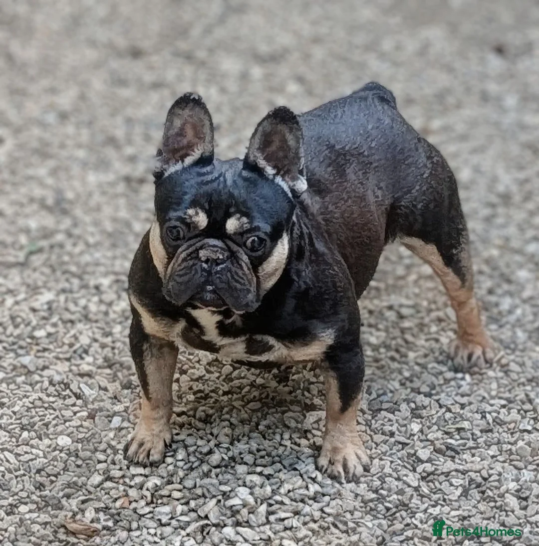 French Bulldog dogs for sale: French bulldog (trio) - Advert 2