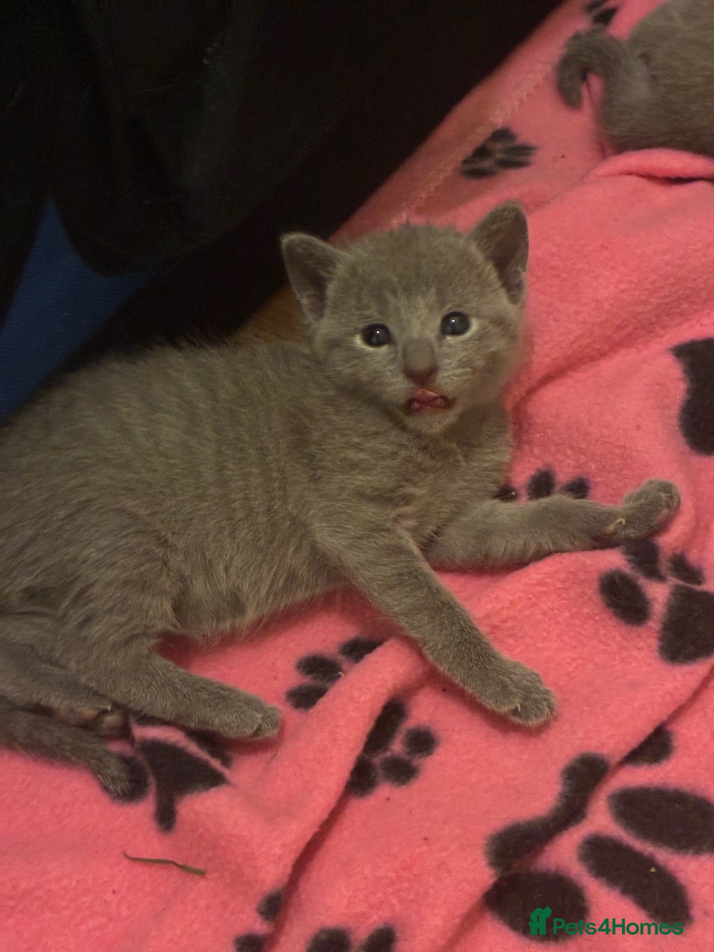 Russian Blue cats TICA 5* pedigree Russian Blue Kittens - Advert 2