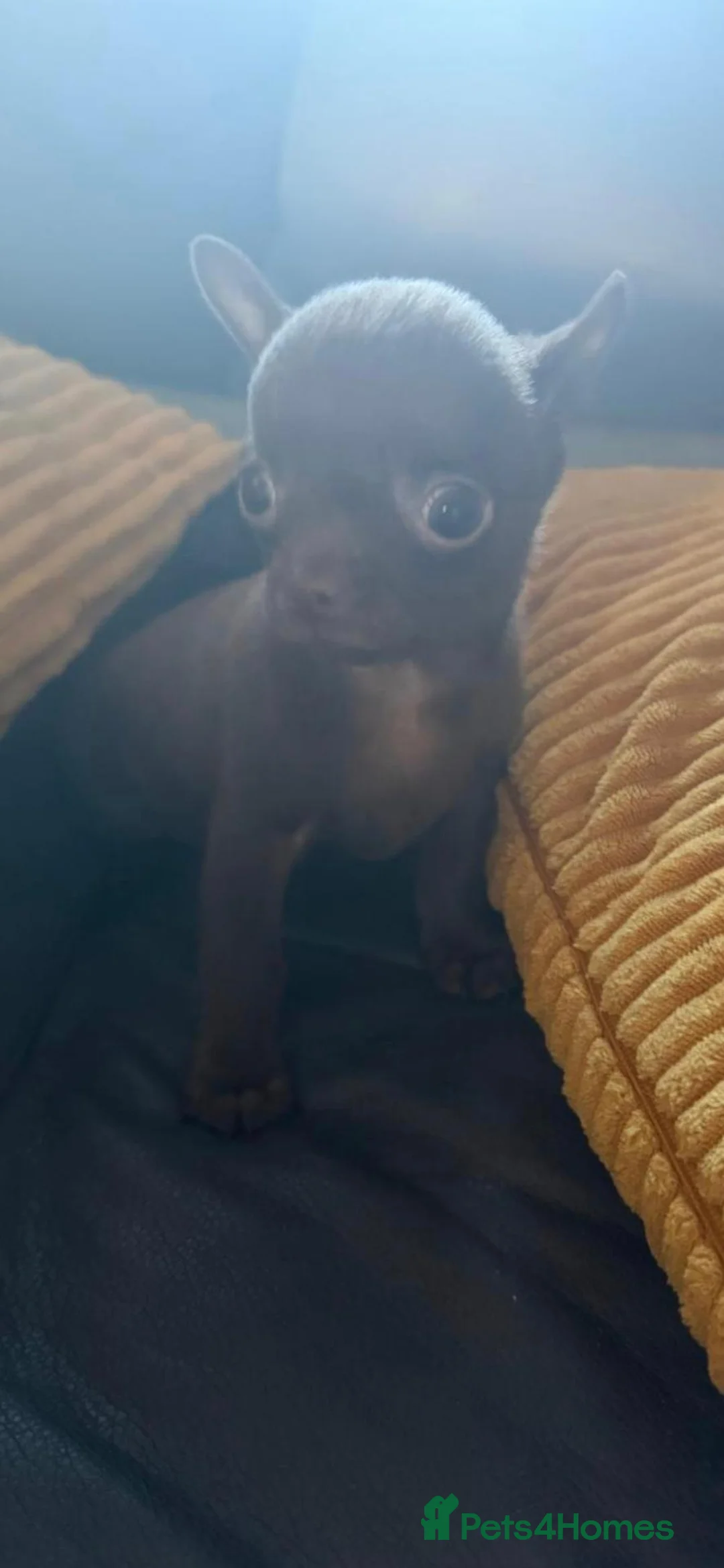 Chihuahua dogs for sale: 3x chocolate boys ready for a new home now now - Advert 2