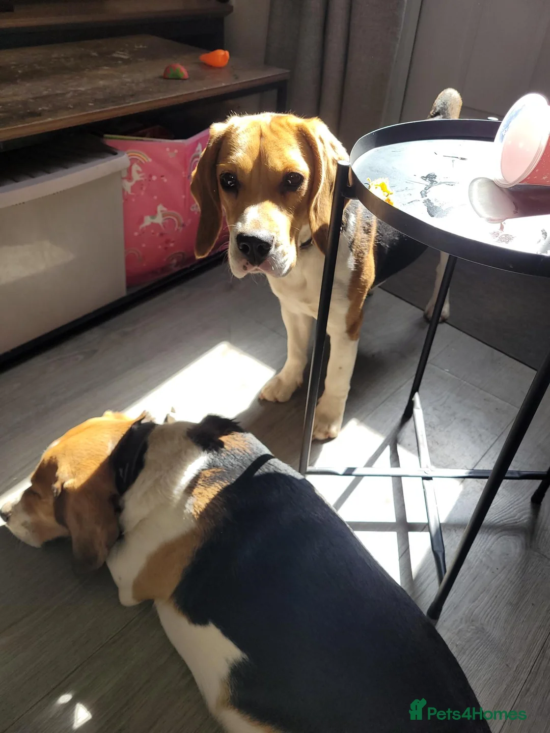 Beagle dogs for sale: Pair of beagle dogs for rehoming. - Advert 9