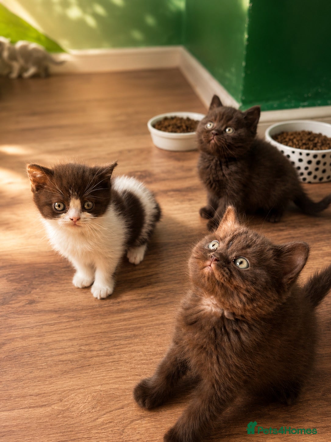 Mixed Breed cats Adorable Shorthair Kittens – 4 Boys & 1 Girl - Advert 6