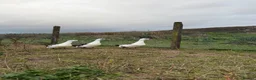 Ducks poultry for sale: 6x Pure breed Magpie duck hatching eggs  in Isle of Gigha - Advert 4